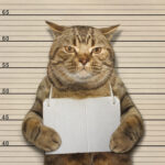 Viral Kucing Ditangkap Polisi & Jadwal Long Weekend Mei