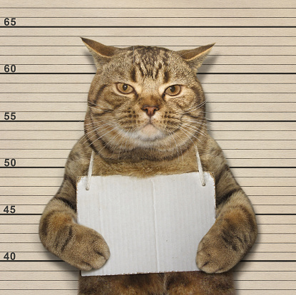 kucing